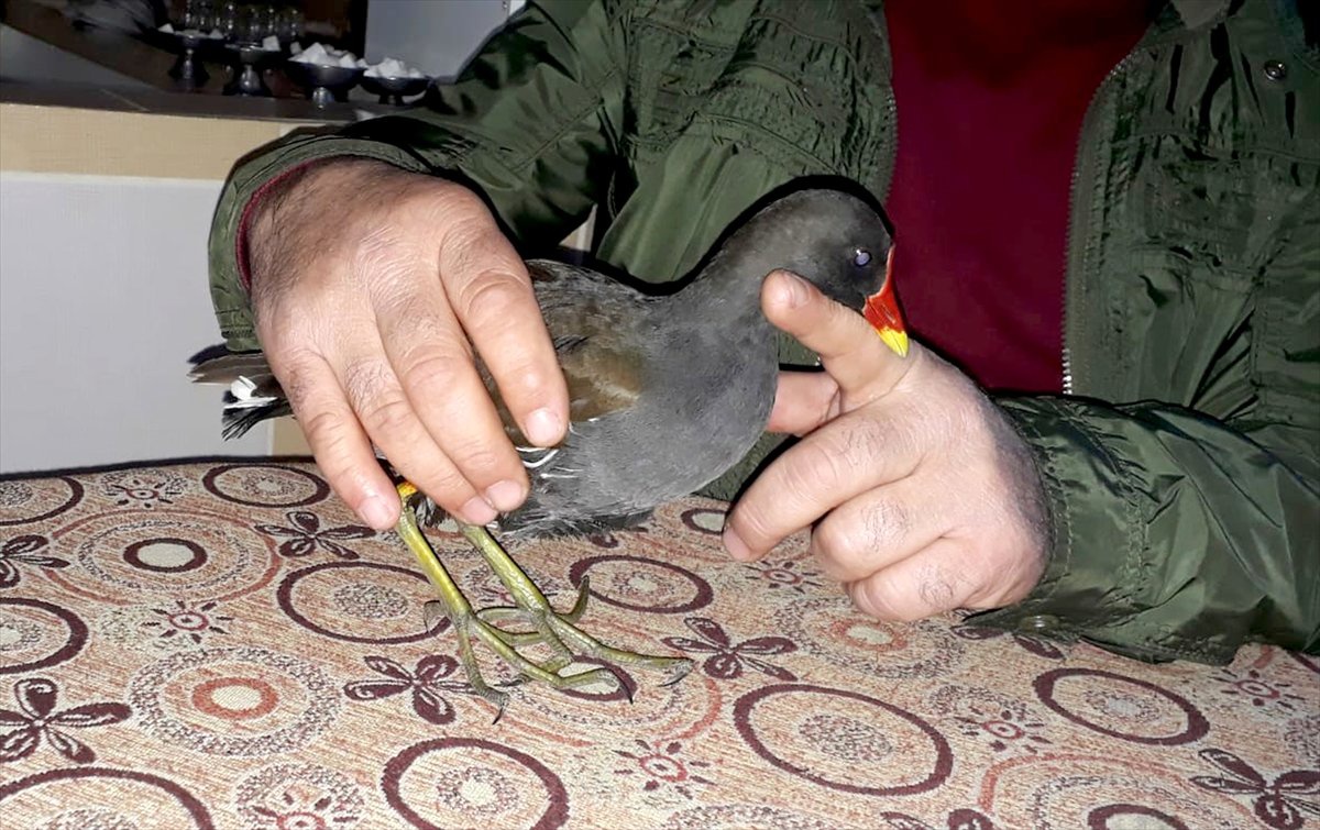 Yaralı Saztavuğu Tedavi Altına Alındı