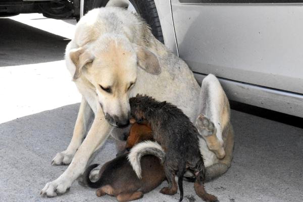Yavru Köpek Boruya Düştü, Annesi Kurtarılmasını Bekledi