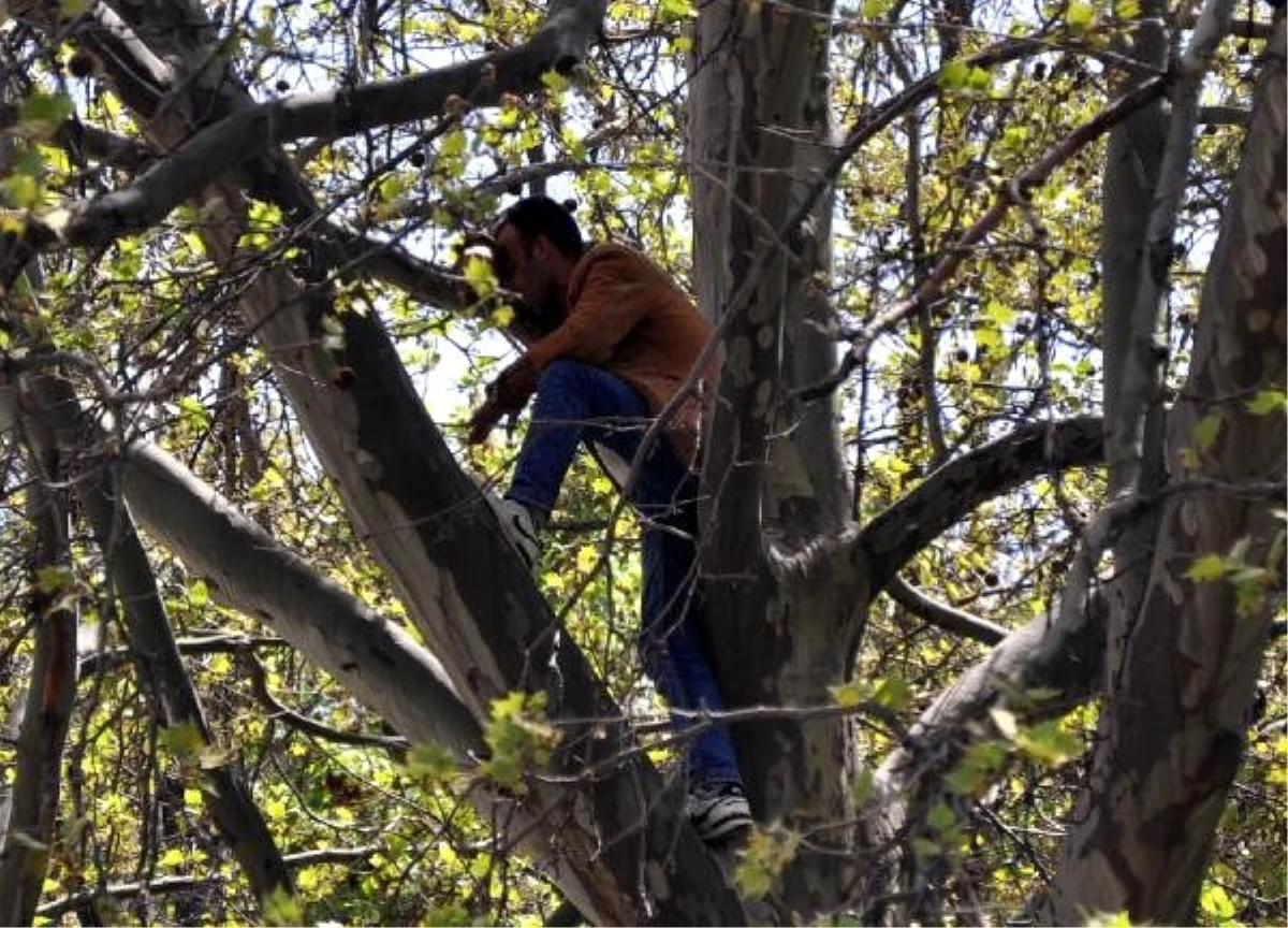 Ankara\'da Ağaçta İntihara Kalkışan Kişiyi Polis İkna Etti