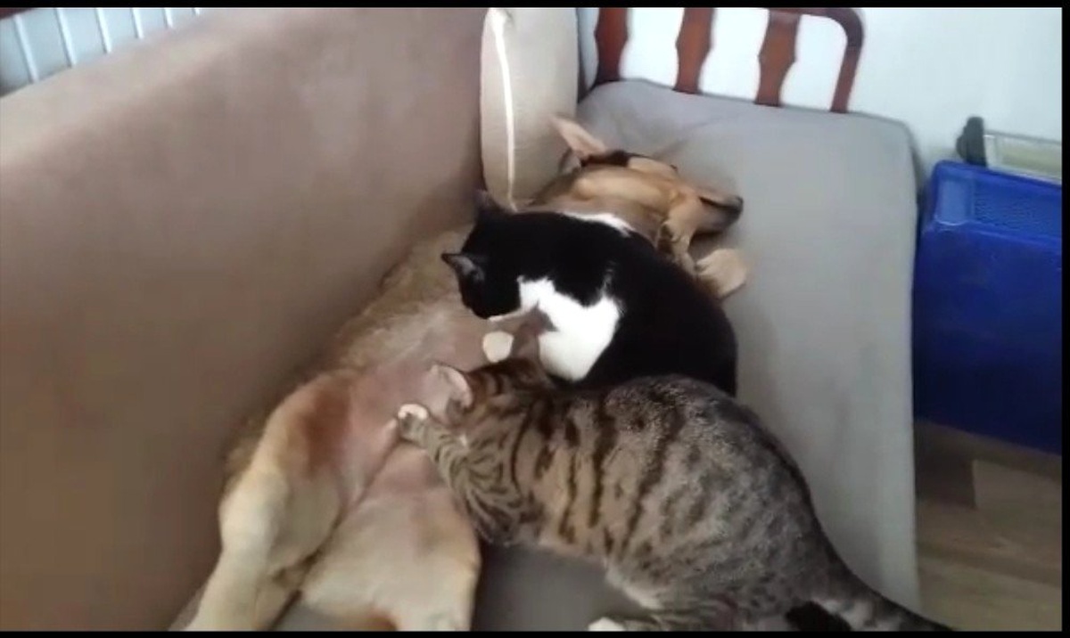Anne Köpek Kedileri Emziriyor