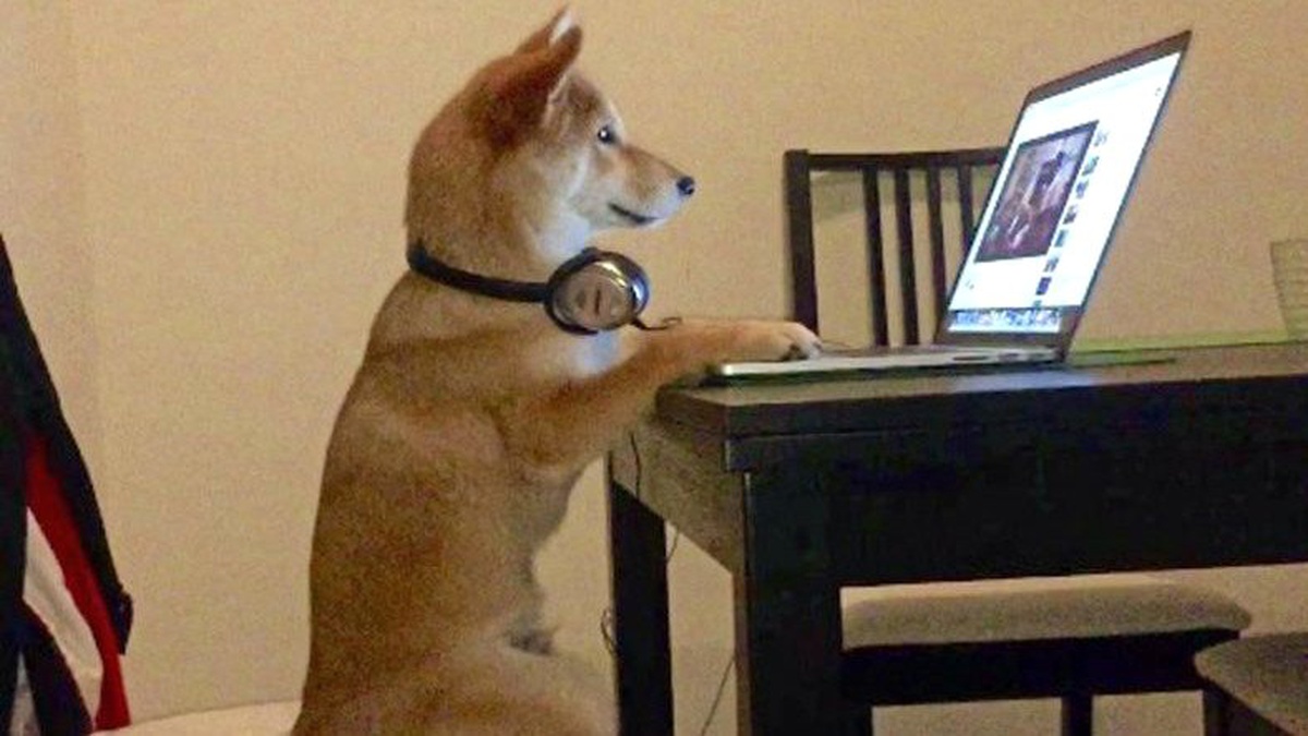Araştırmacılar, Köpeklerin Televizyon Ekranına İlgilerini Bilimsel Olarak Açıkladılar