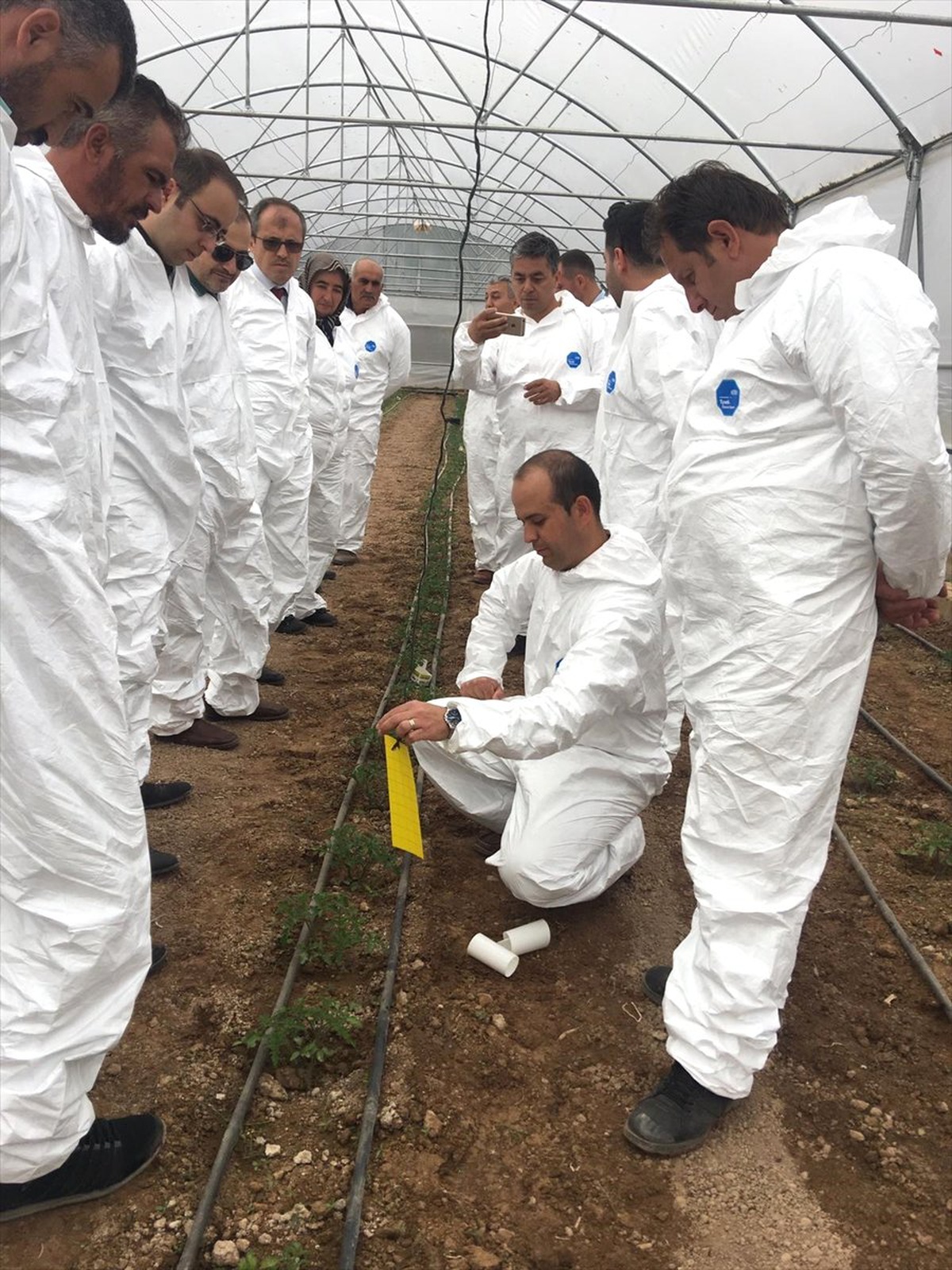 Beyşehir\'de Seralarda Domates Güvesi Zararlısı ile Mücadele Çalışmaları