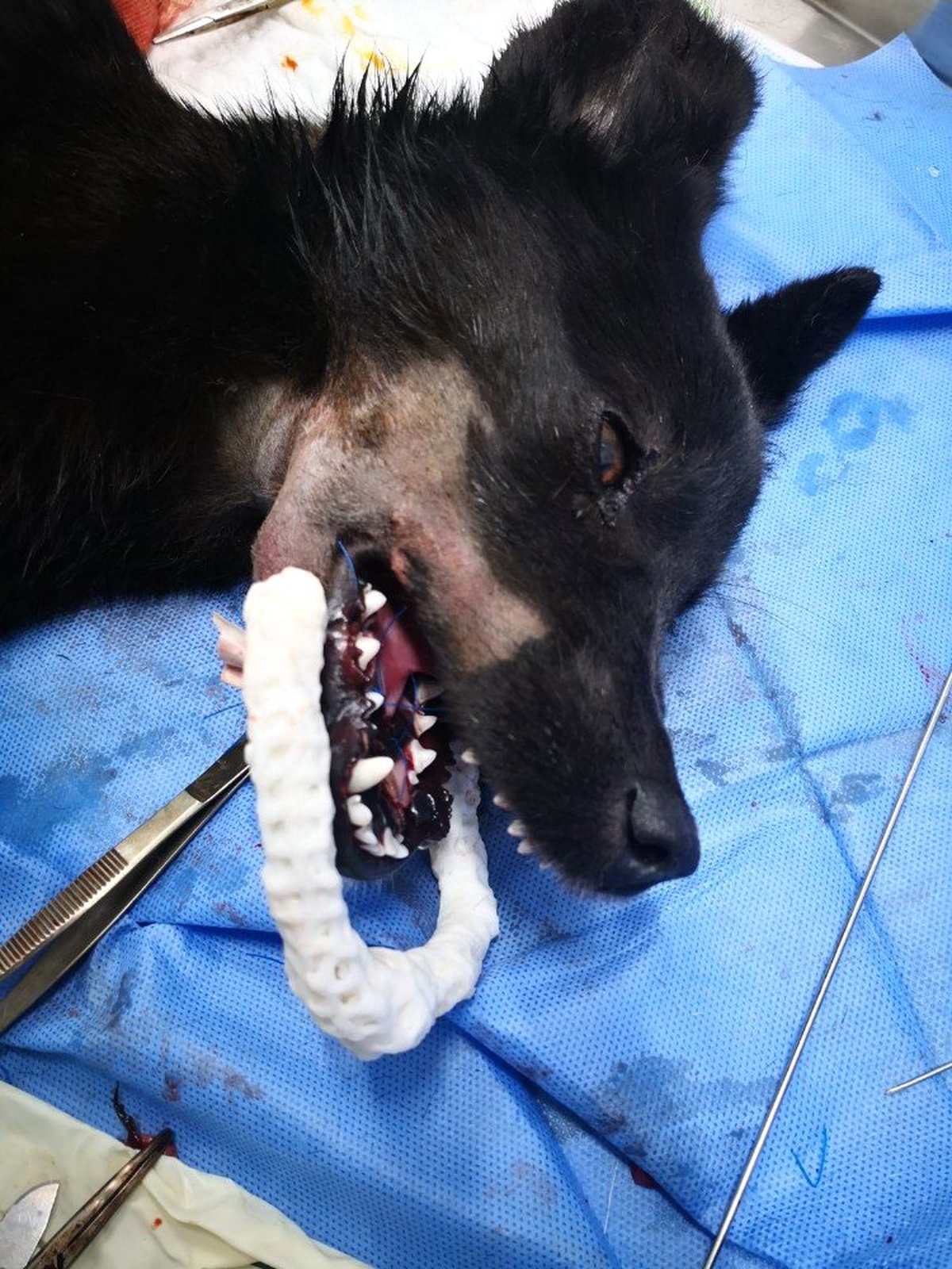 Çenesi Parçalanan Yavru Köpek İçin Seferber Oldular