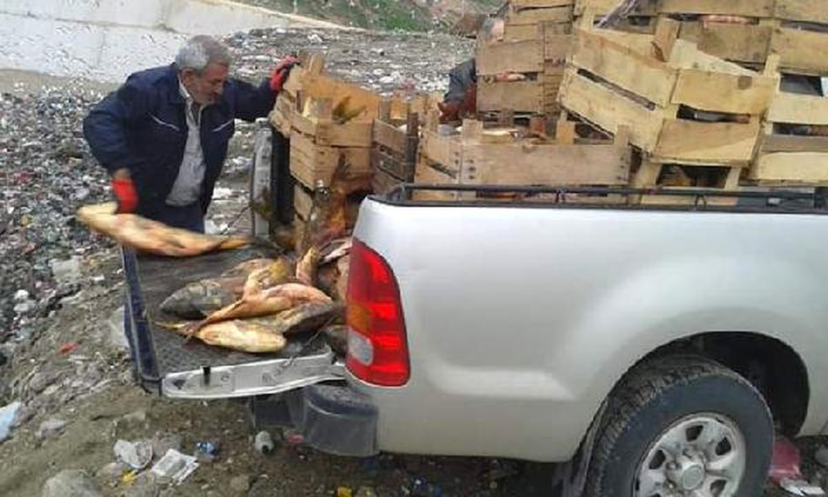 Elazığ\'da 900 Kilo Kaçak Balık Ele Geçirildi