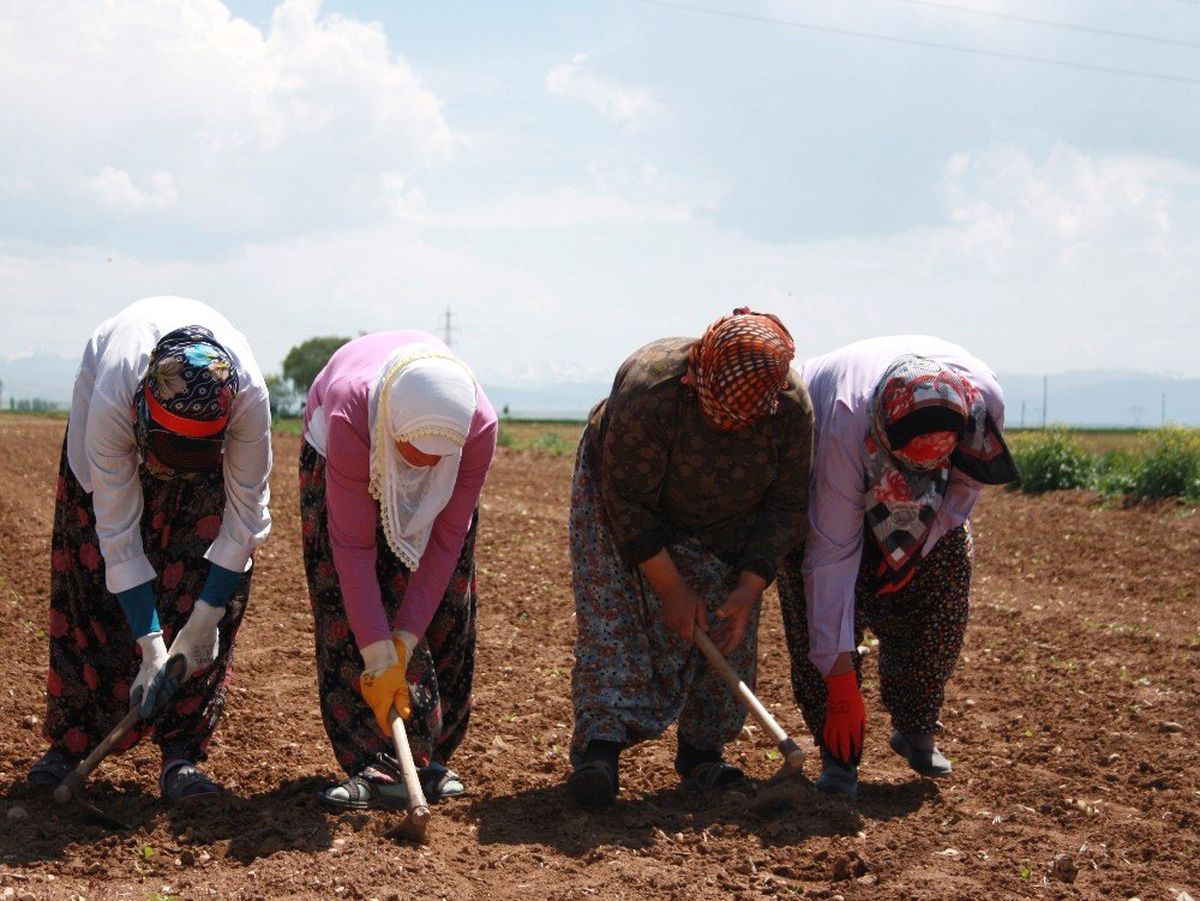 Elbistan\'da Tarım İşçilerinin Yevmiyesi 58 TL Oldu