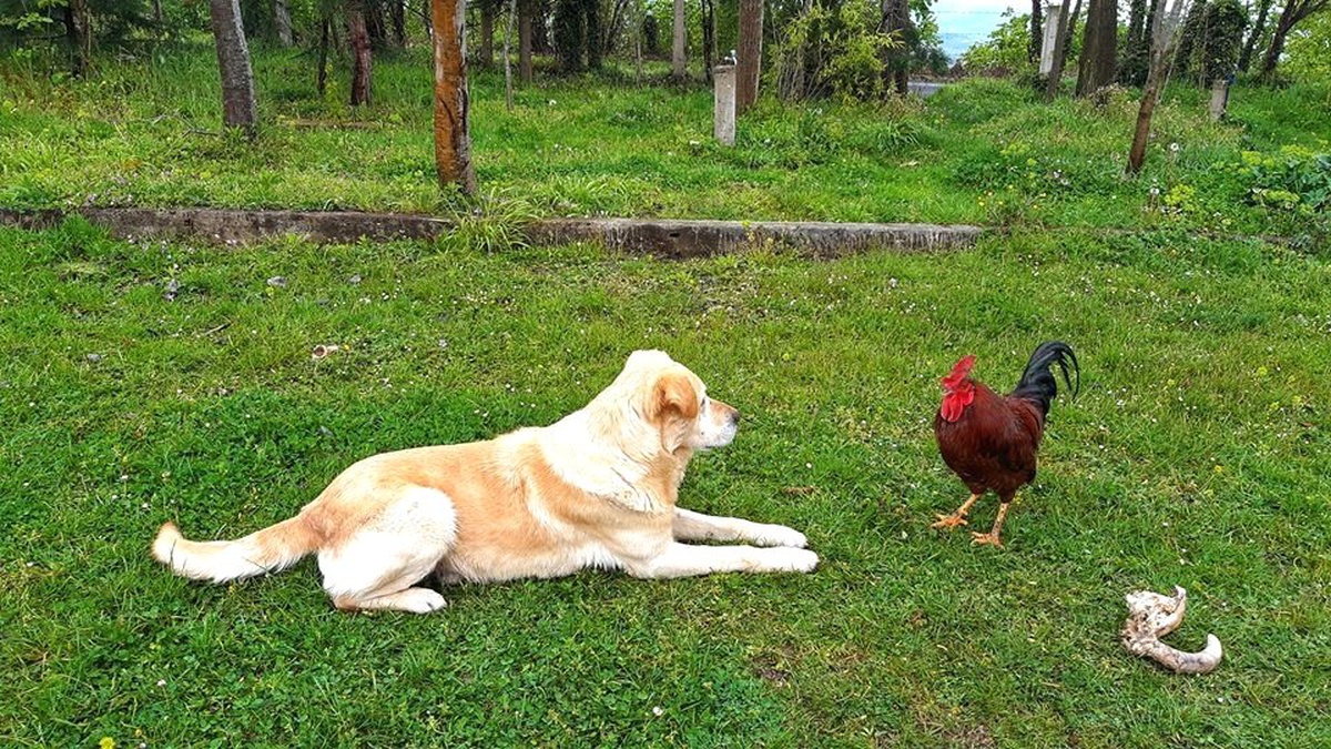 Horoz ile Köpeğin Kavgasında Horoz Galip Geldi