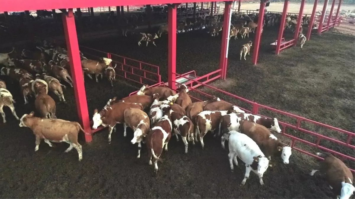 İneklerin Dronla İmtihanı, Drondan Korkan İnekler Böyle Kaçıştı