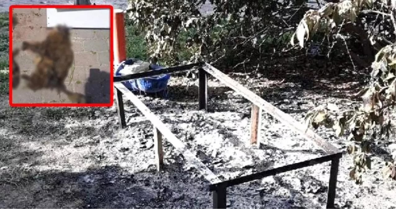 İzmir\'de Vahşet! Kediyi Diri Diri Yaktılar