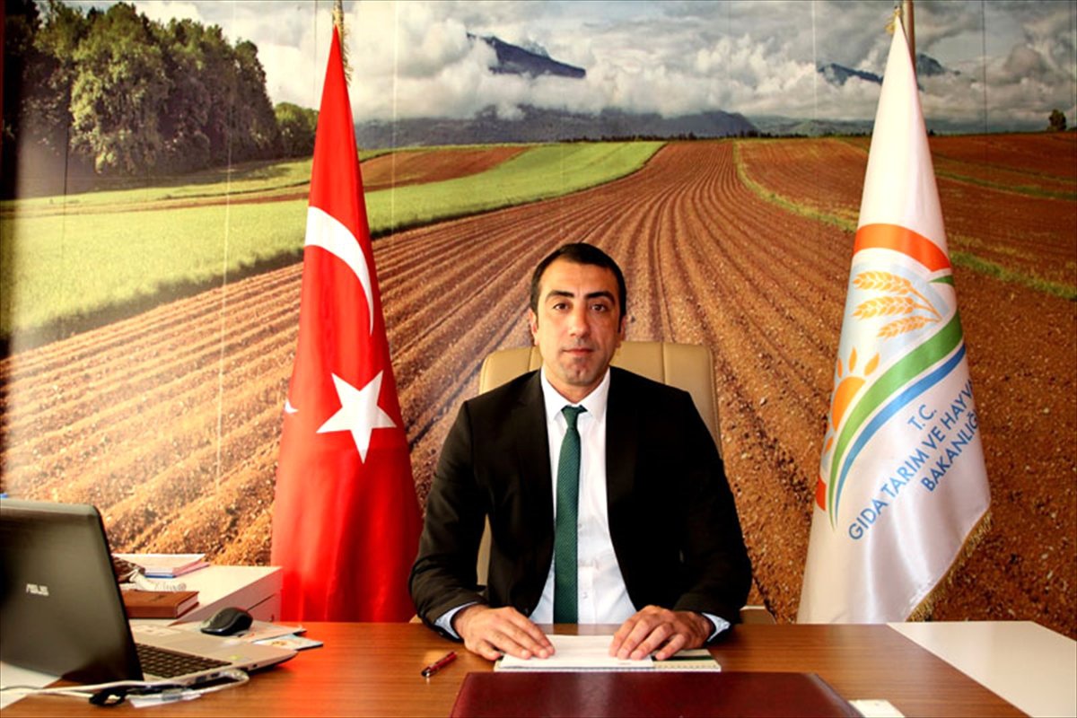 Japon Bıldırcınları" Teziyle Dünya Şampiyonu Oldu