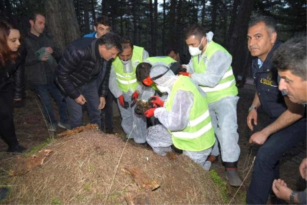 Kırmızı Orman Karıncalarına \'Zorunlu Göç\'