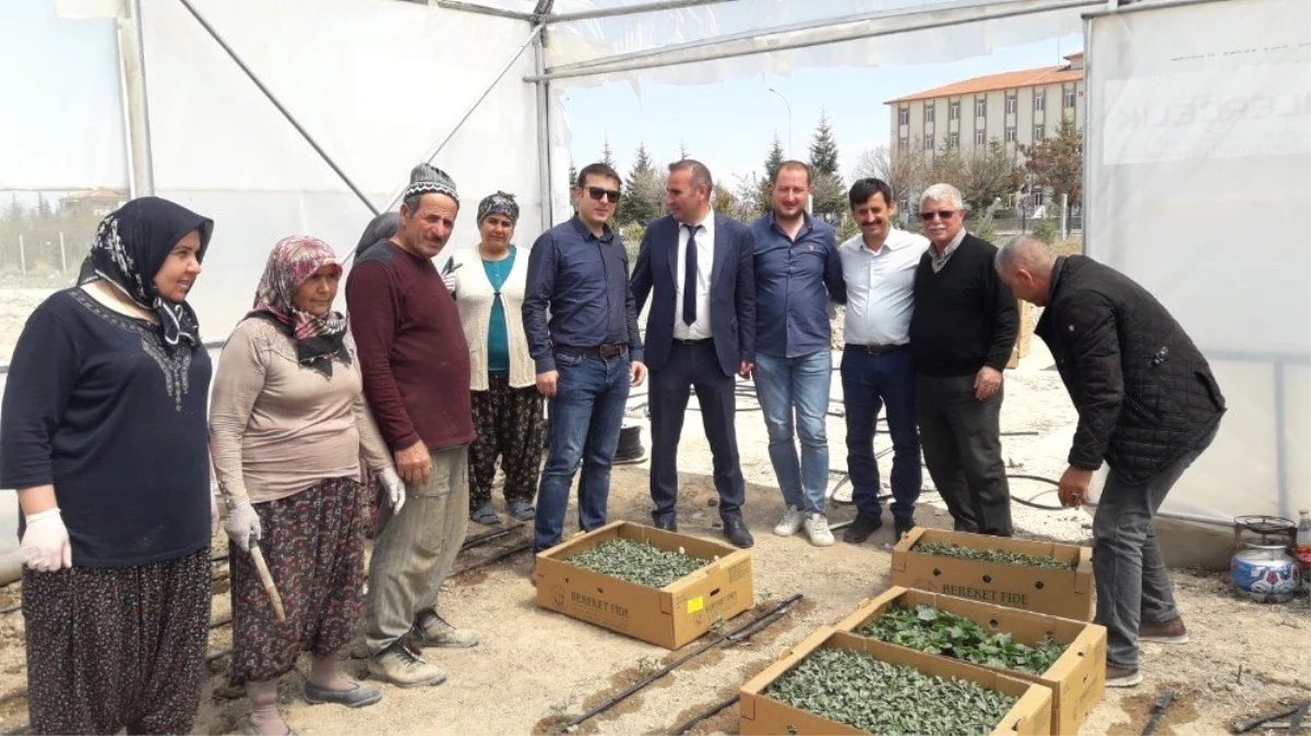 Konya Ovasında 5 Bin 600 Domates Fidesi Toprakla Buluşturuldu