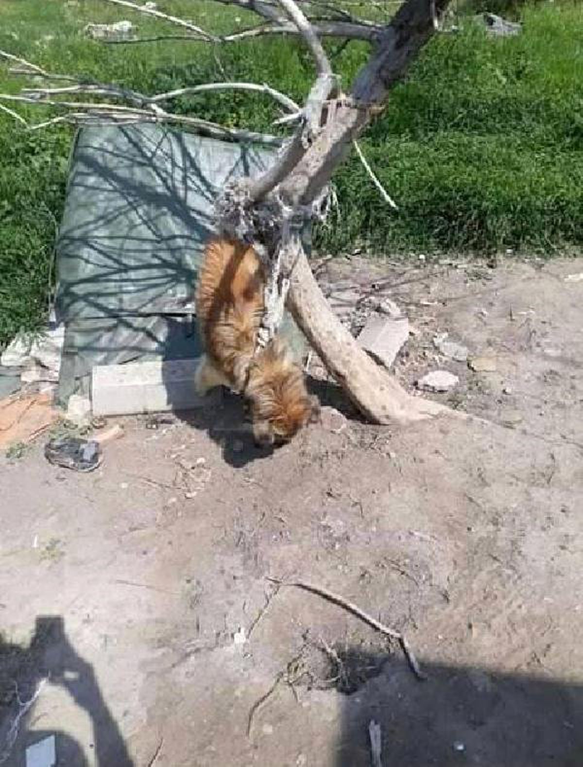 Köpek, İple Ağaca Asılarak Öldürüldü