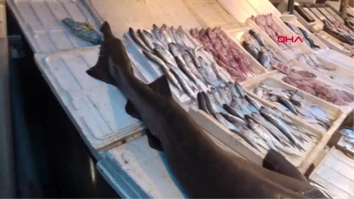 Mersin\'de Pamuk Cinsi Köpek Balığı Ağa Takıldı
