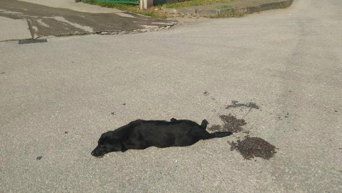 Midibüsün Ezdiği Köpek Kurtarılamadı