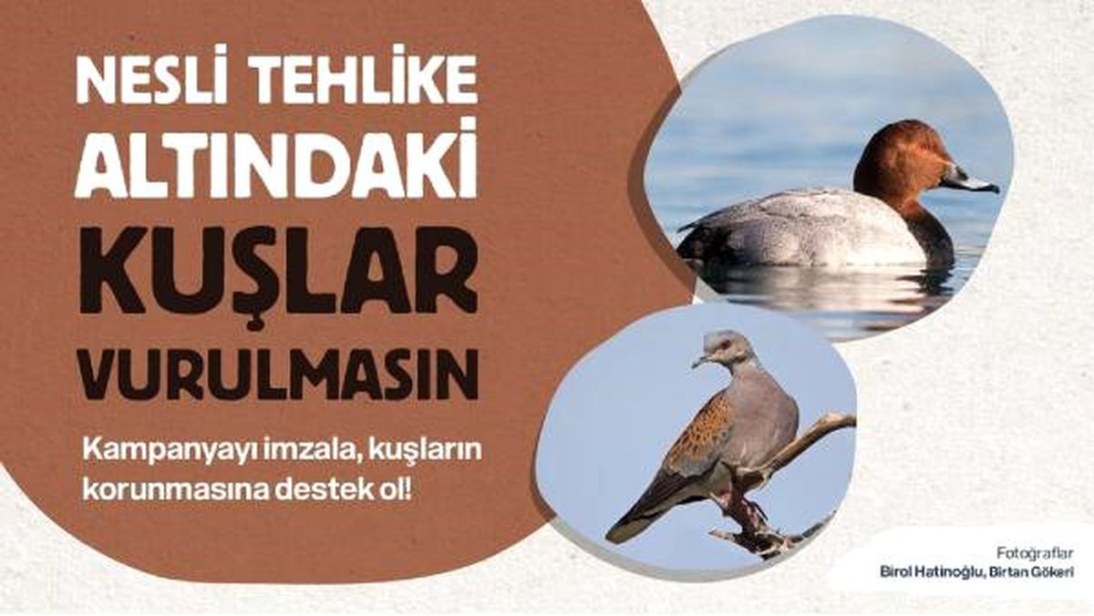 Nesli Tehlike Altındaki Üveyik ve Elmabaş Patka Vurulmasın Çağrısı