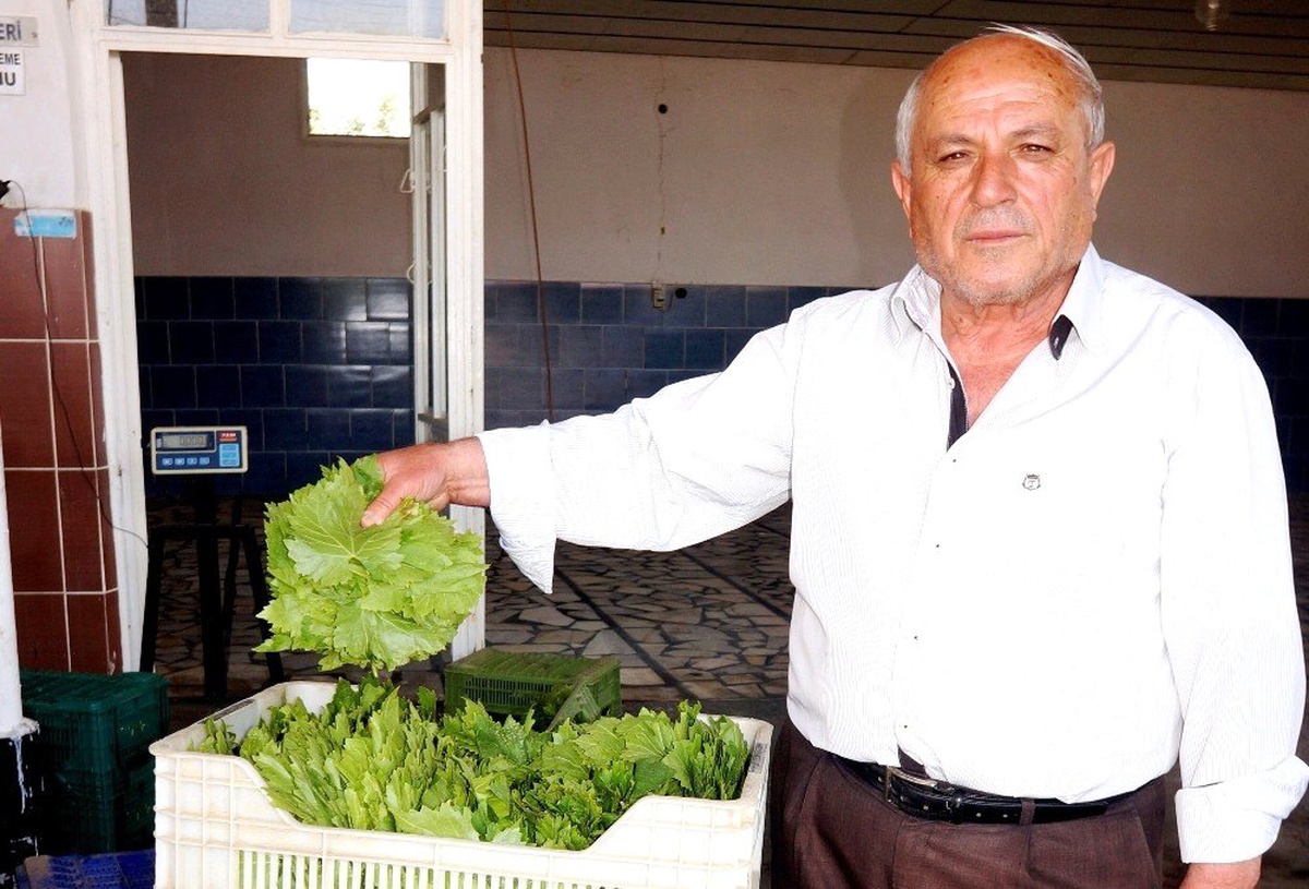 Sarıgöl\'de Taze Bağ Yaprağı Alımlarına Başlandı