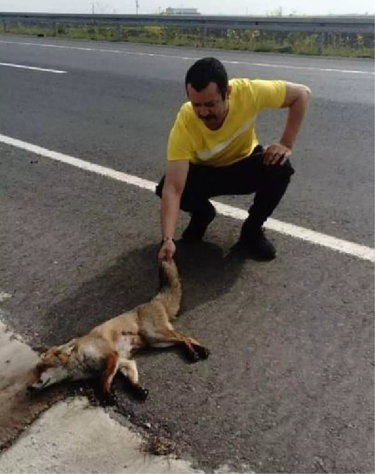 Yaralı Tilkinin Tedaviye Alınmasını Sağladı