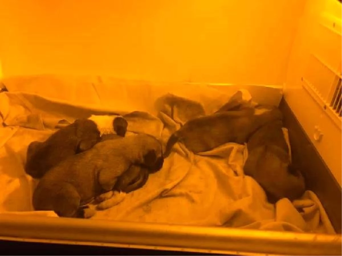 5 Yavru Yeni Yavru Köpeği Ağzı Bağlı Çöp Poşetiyle Attılar