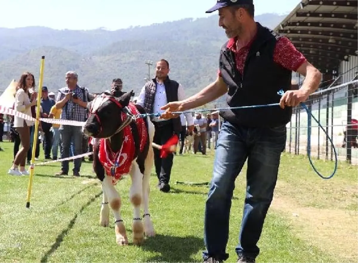 Bozdoğan\'da \'Buzağı Güzellik Yarışması\' Yapıldı