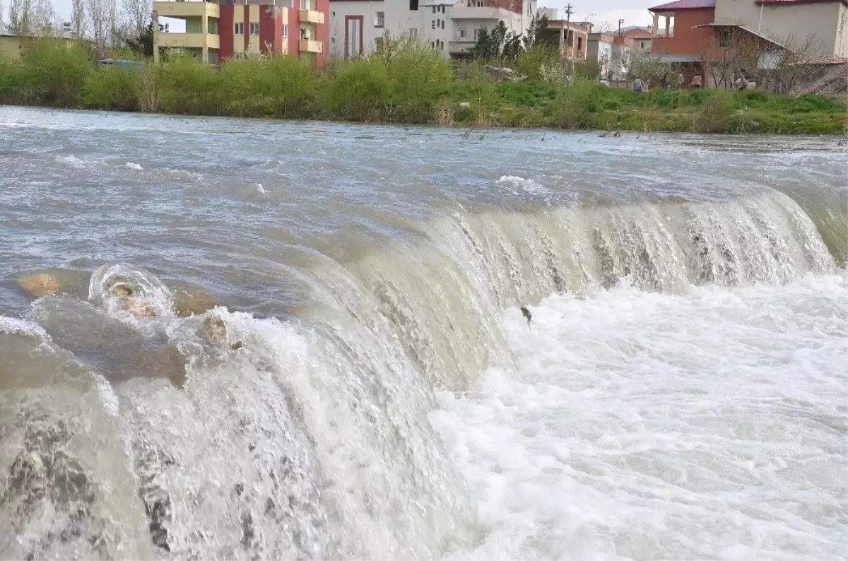 Göç Yolundaki Balıklar Şelaleye Takıldı