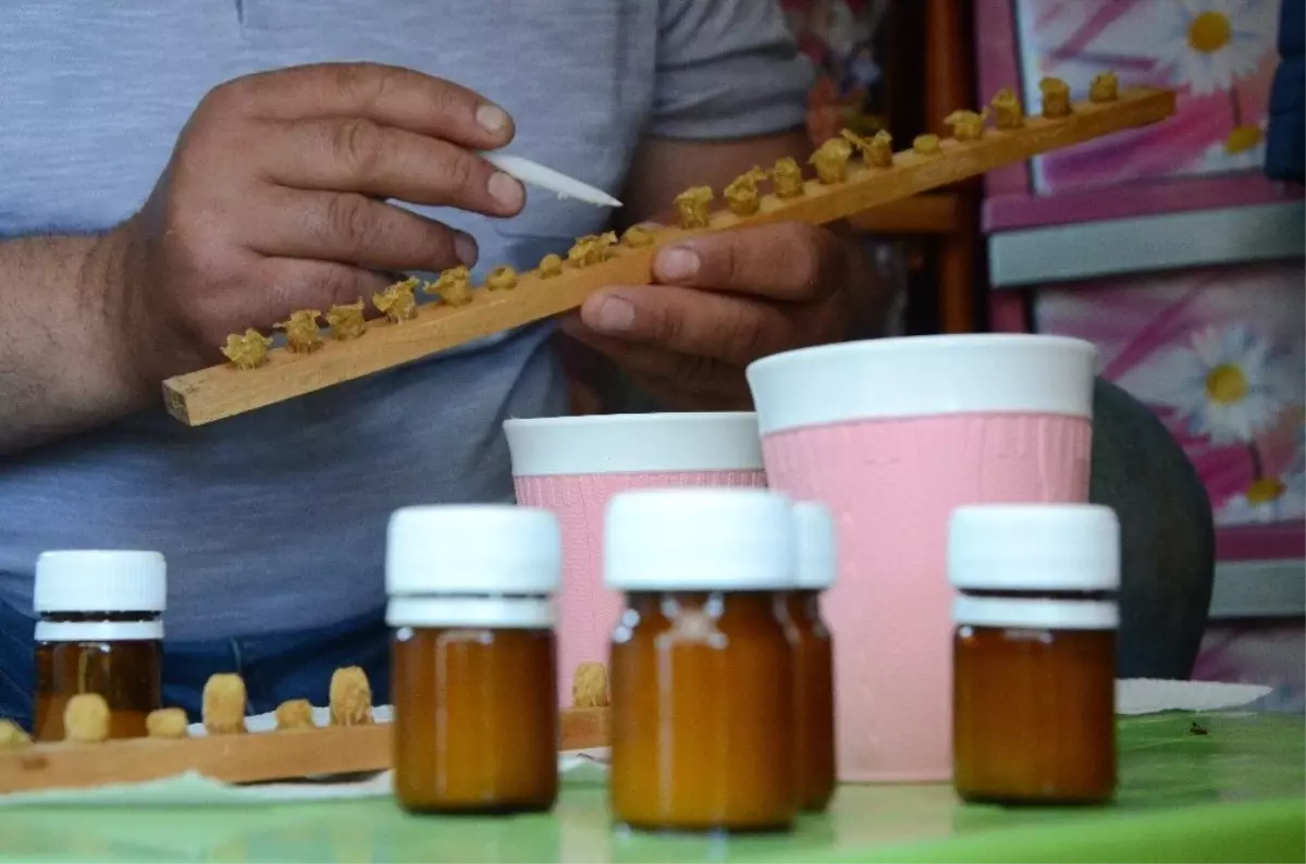 Gramla Sağılan Arı Sütü, Üreticilerin Yüzünü Güldürüyor