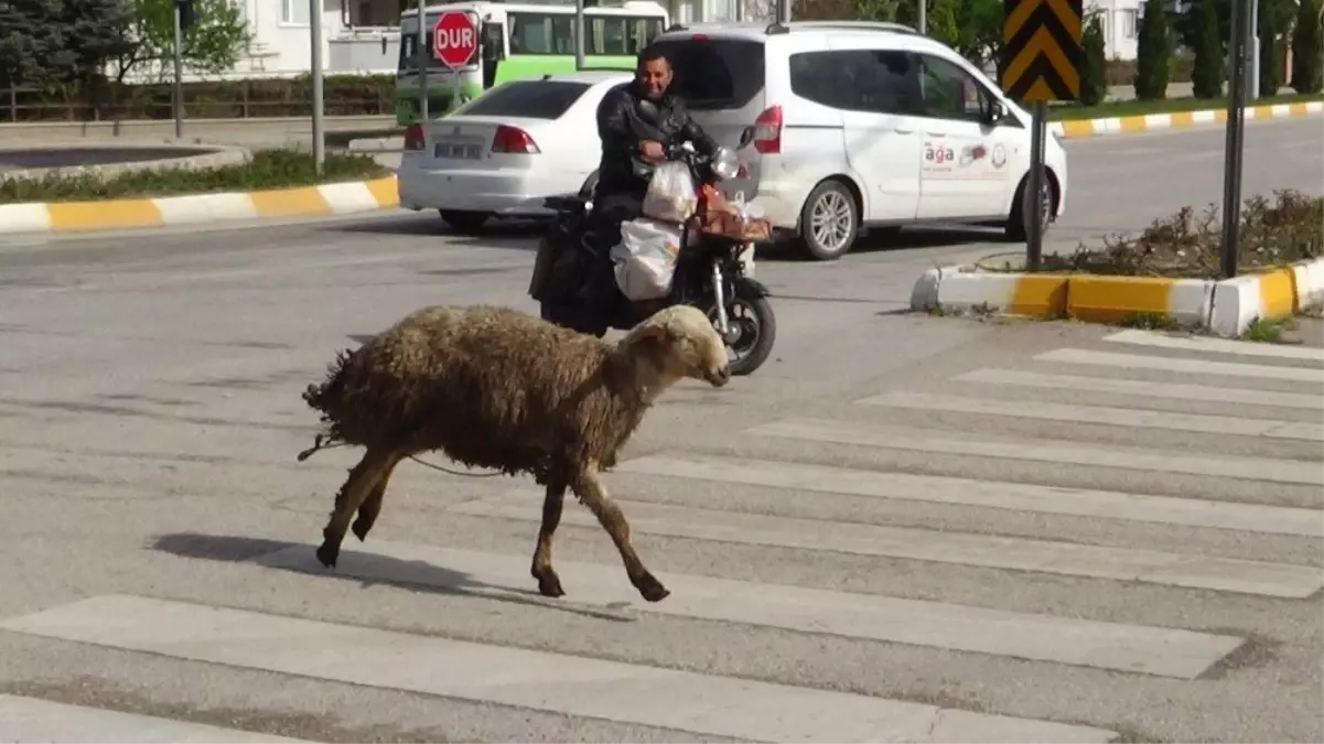 Kaçan Koyun Ortalığı Birbirine Kattı