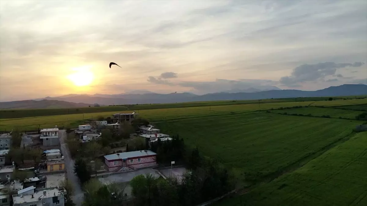 Kırlangıçlar Drone Etrafında Halka Oluşturdu