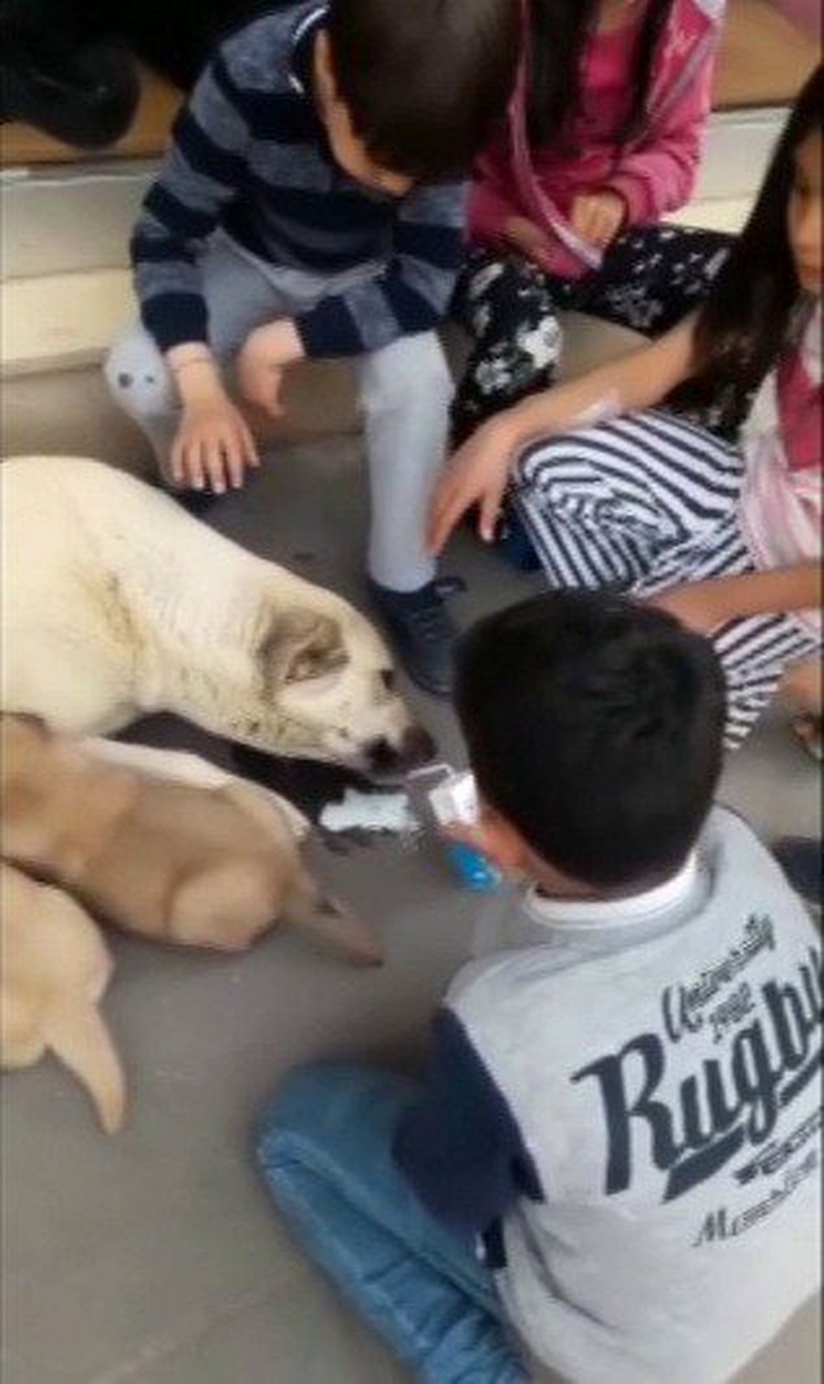 Koca Yürekli Minikler