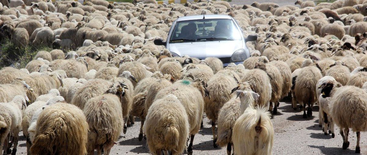Koyun Sürüsü Karayoluna Çıktı, Sürücüler Şaştı