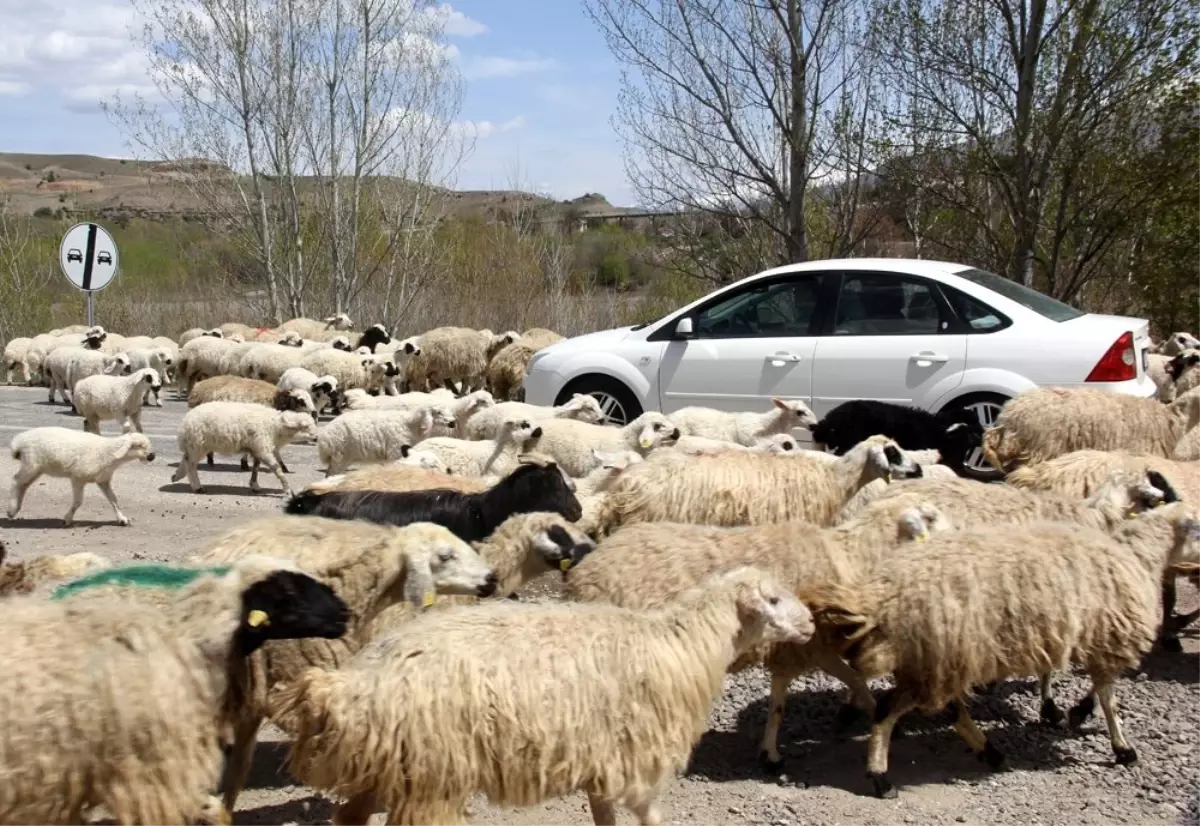 Koyun Sürüsü Karayoluna Çıktı, Sürücüler Şaştı