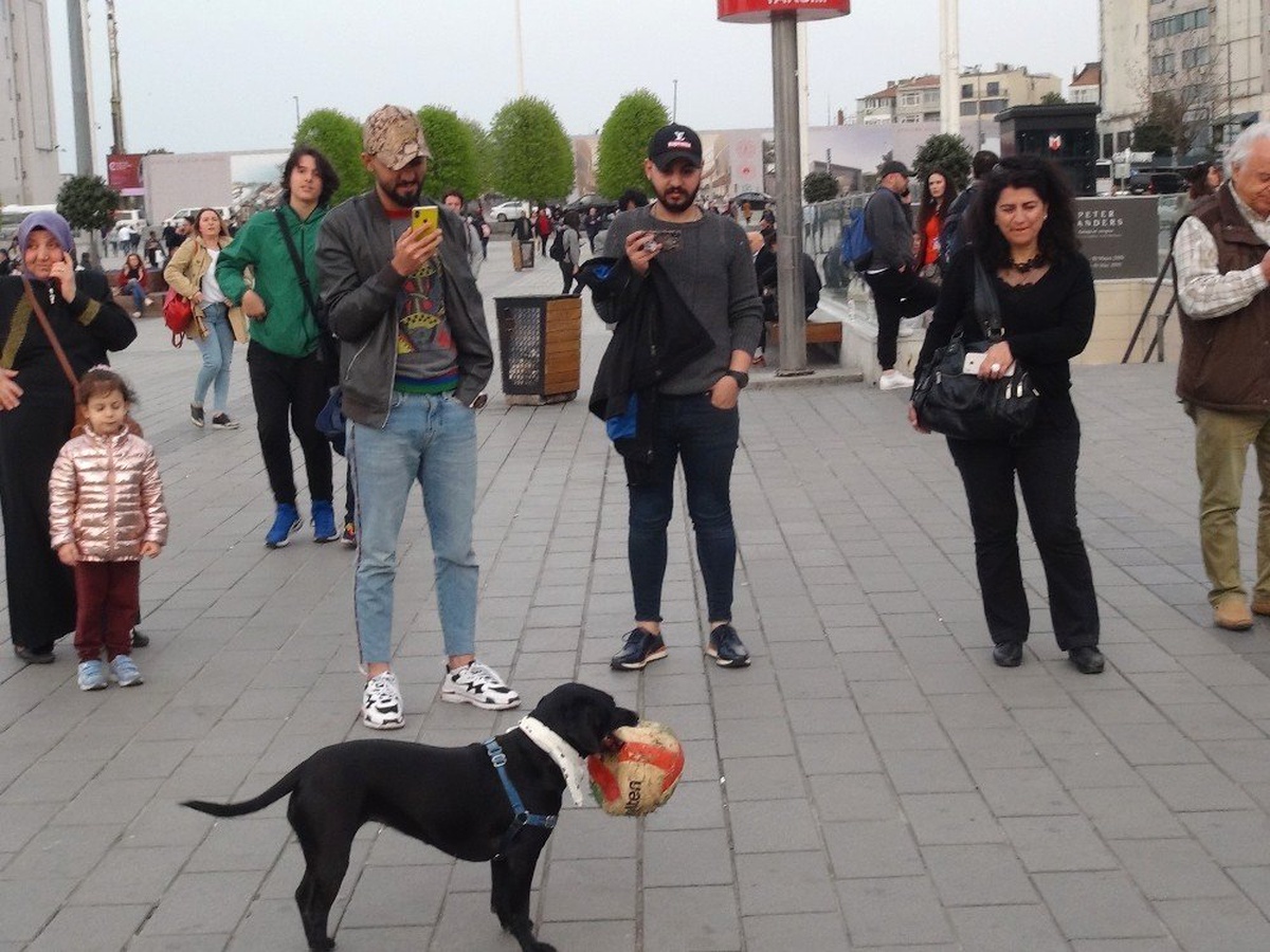 Taksim\'de Hünerlerini Sergileyen Köpek, Vatandaşların İlgi Odağı Oldu