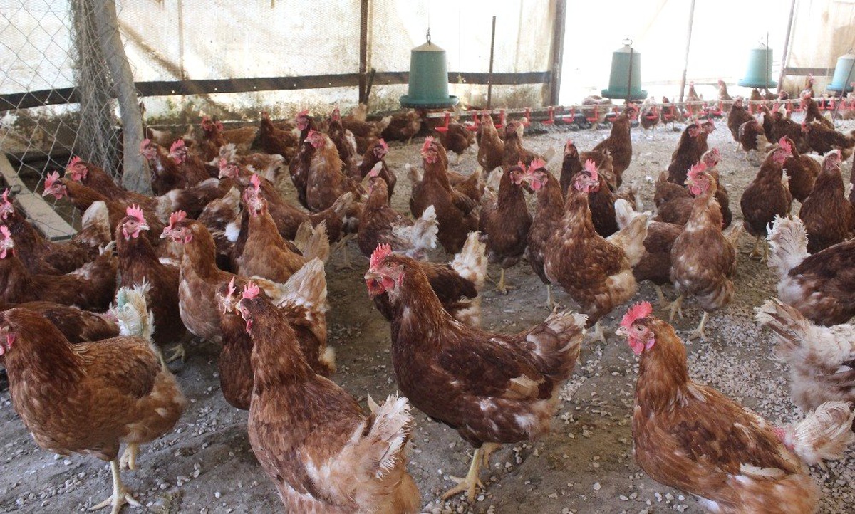 Tavuklar Müslüm Babayla Kavgayı Bıraktı, Yumurtlamaya Başladı