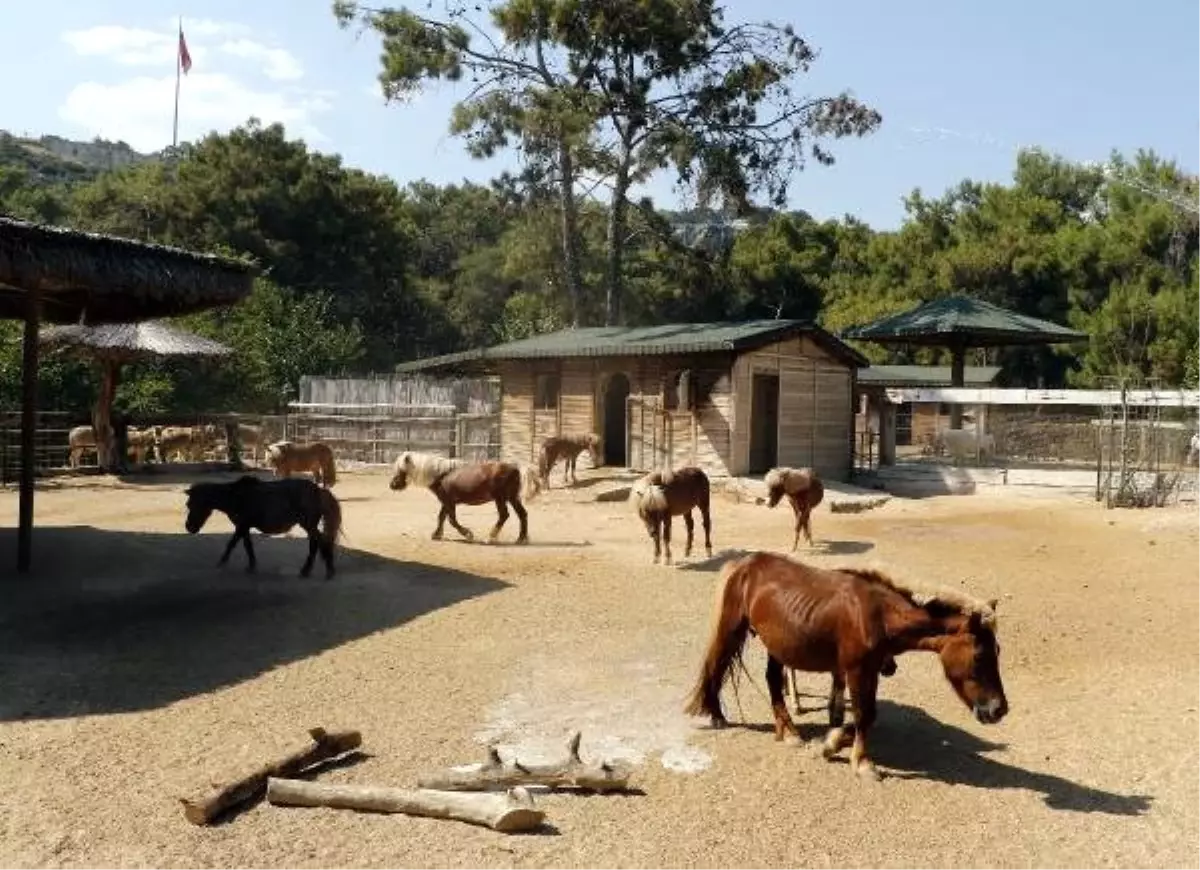 Antalya Hayvanat Bahçesi Kapatılsın\' Kampanyası