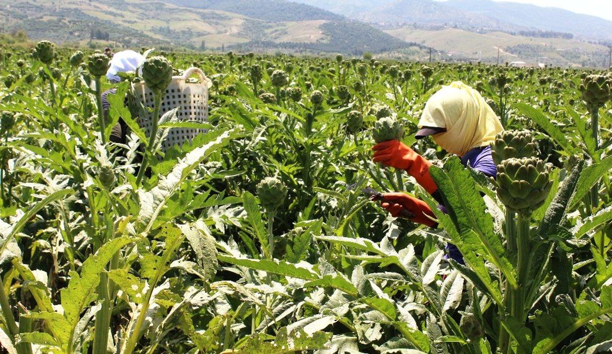 Aydın\'da Enginar İşçileri 1 Mayıs\'ı Tarlada Geçirdi