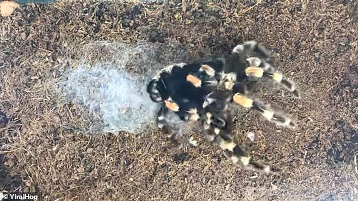 Bir Tarantulanın Kabuk Değişimini Gösteren Ürkütücü Video