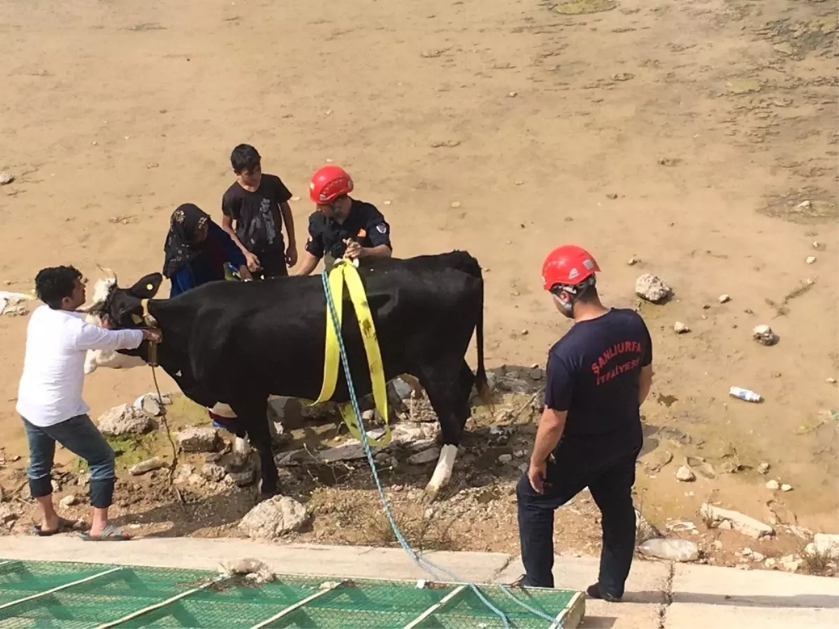 İnek Kurtarma Operasyonu