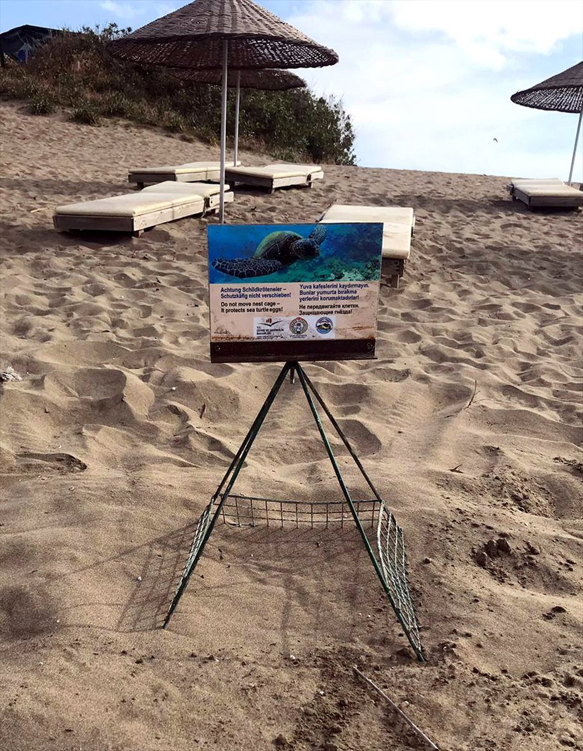 İztuzu\'nda, Sezonun İlk Caretta Caretta Yuvaları