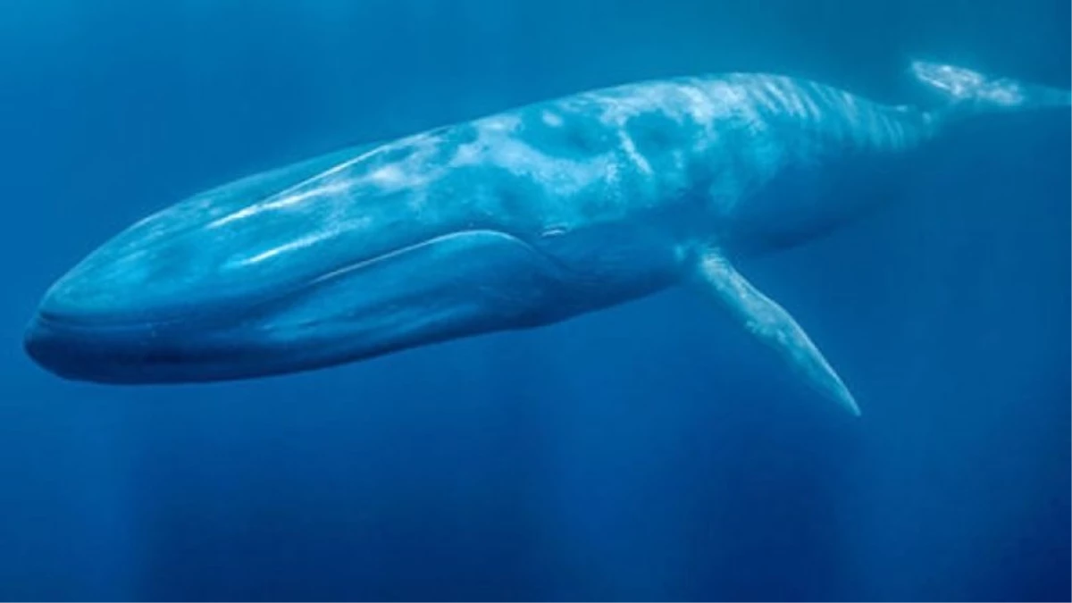 Mavi Balinaların 1600 Km Uzaktan Anlaşmalarını Sağlayan Bir Dil Keşfedildi