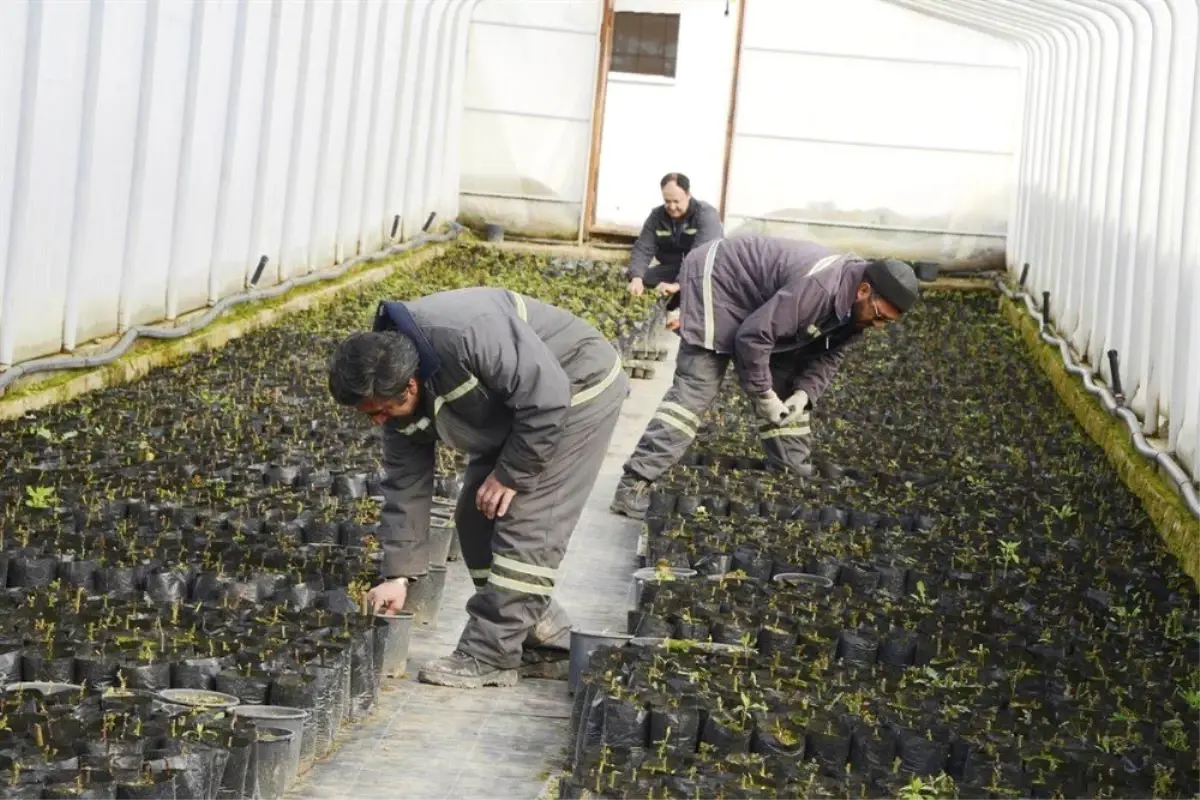 Meram Belediyesi Kendi Fidanını Üreterek 700 Bin TL Tasarruf Sağlıyor