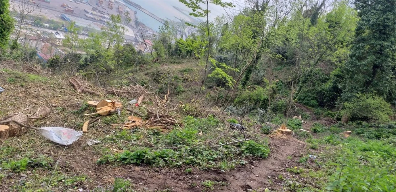Trabzon\'da Ağaçların İzinsiz Kesilmesi