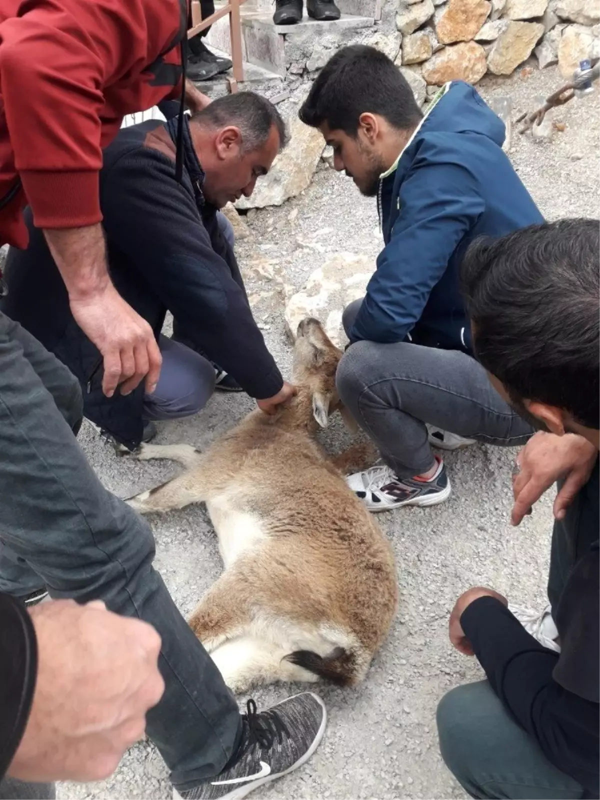 Yaralı Yaban Keçisi Yavrusu, Botla Fırat Nehrinden Karşıya Geçirilerek Tedavi Edildi