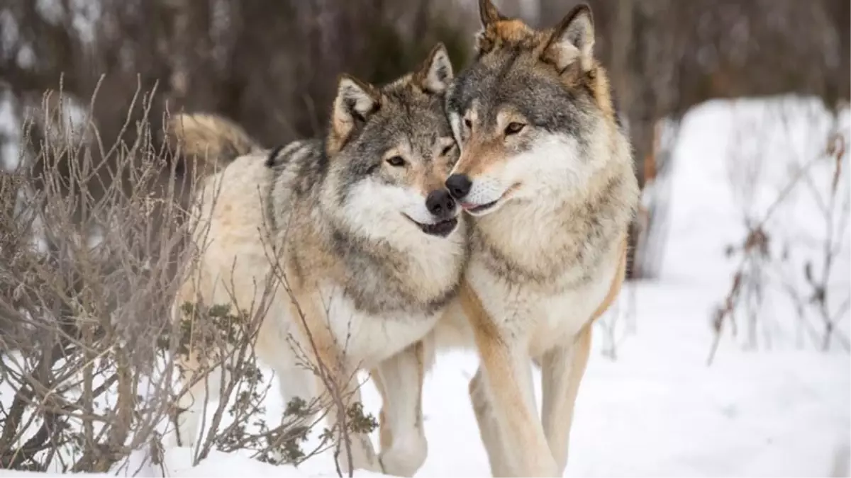 Bilim İnsanlarına Göre Kurtlar, Köpeklere Oranla Daha Yardımsever