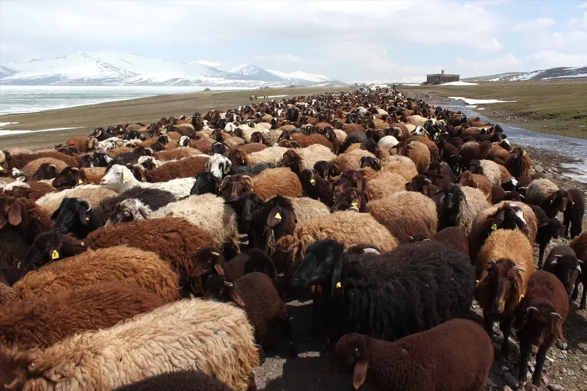 Göçerlerin Karlı Dağlardaki Zorlu Yayla Yolculuğu