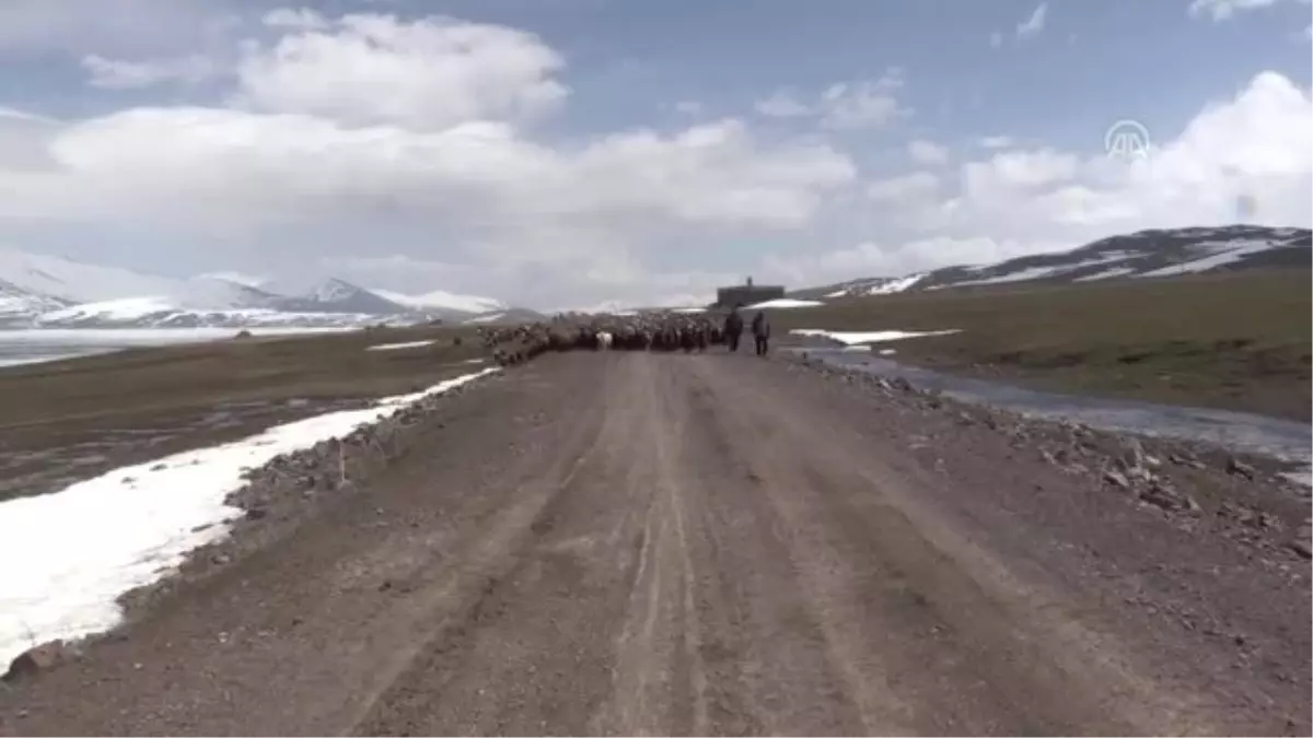 Göçerlerin Karlı Dağlardaki Zorlu Yayla Yolculuğu