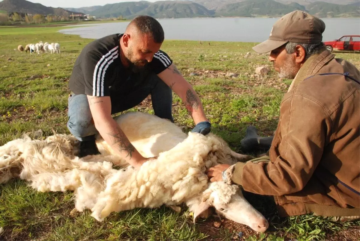 Koyun Kırkma Sezonu Başladı