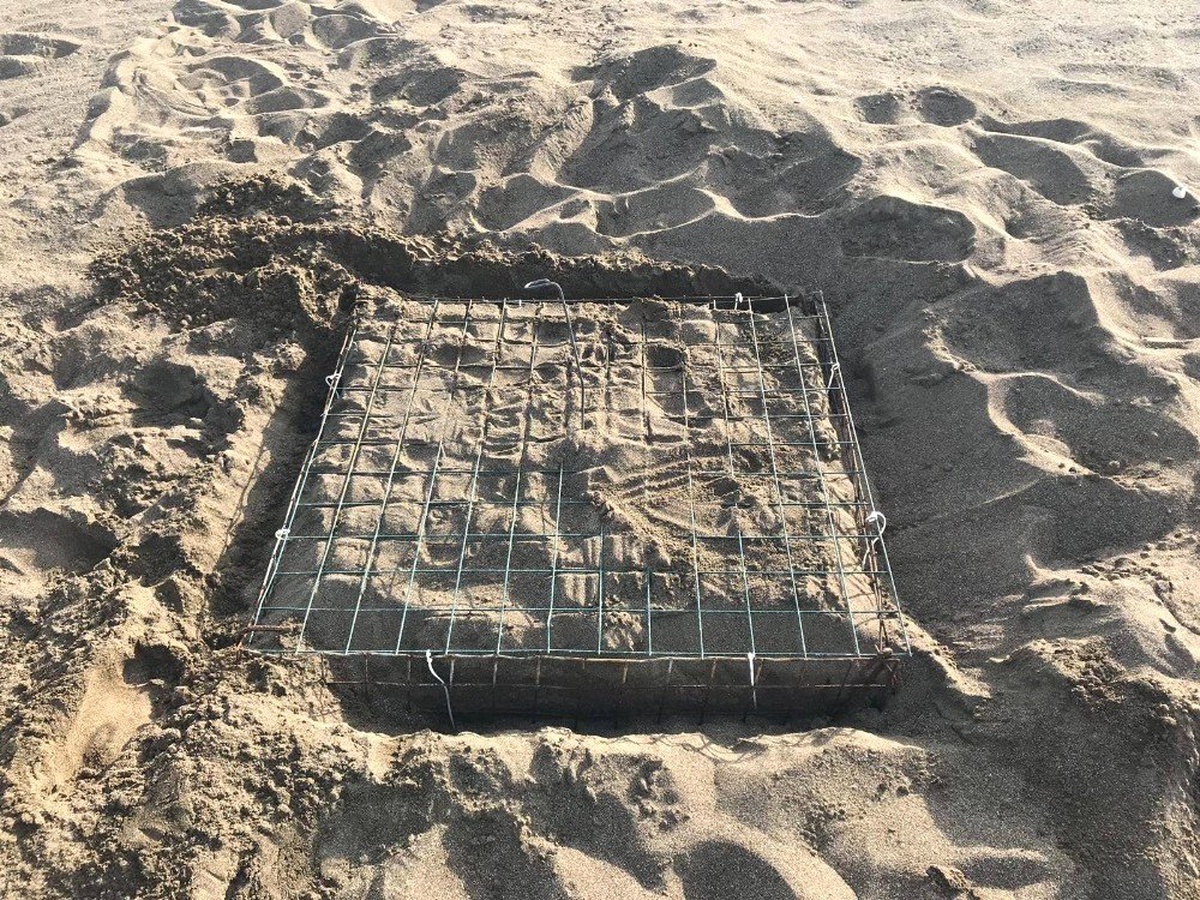 Muğla\'da Caretta Carettaların Yuvalama Dönemi Başladı