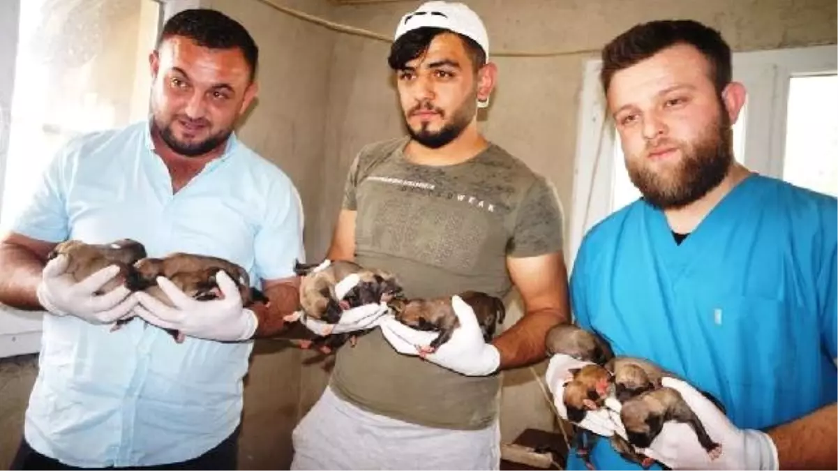 Ölen Anadolu Çoban Köpeğinin 18 Yavrusuna Bakıyorlar