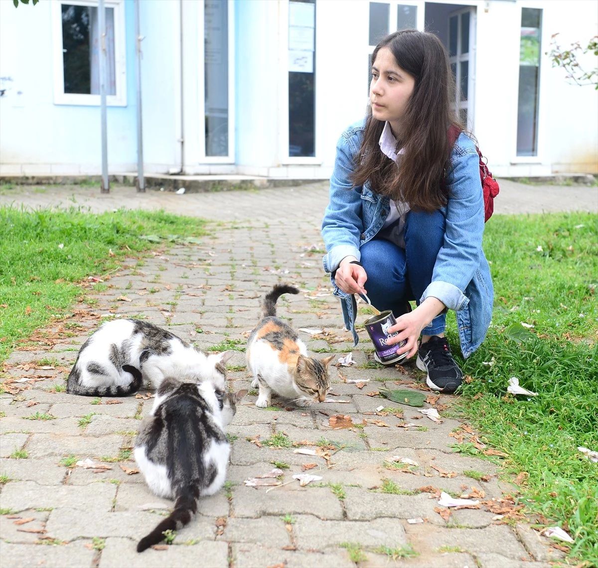 Sokak Kedileri Genç Kızın Adeta Yolunu Gözlüyor Son Dakika