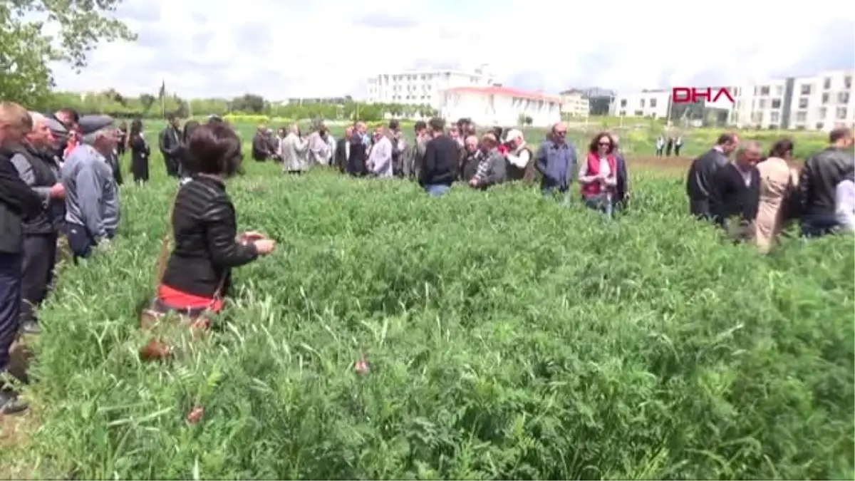 Tekirdağ Savaş Mağduru Korunga Bitkisi, Anavatanına Geri Dönüyor