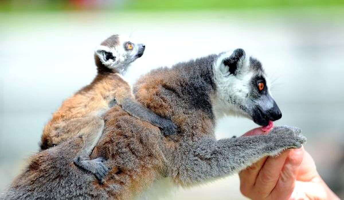 Annelerinden Ayrılmayan Yavru Lemurlar İlgi Odağı